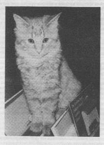 Дьюи. Кот из библиотеки, который потряс весь мир