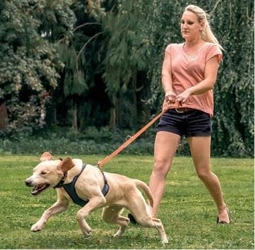 Идеальная собака не выгуливает хозяина. Как воспитать собаку без вредных привычек