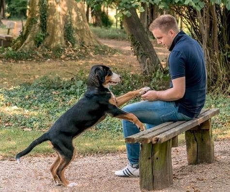 Идеальная собака не выгуливает хозяина. Как воспитать собаку без вредных привычек Идеальная собака не выгуливает хозяина. Как воспитать собаку без вредных привычек