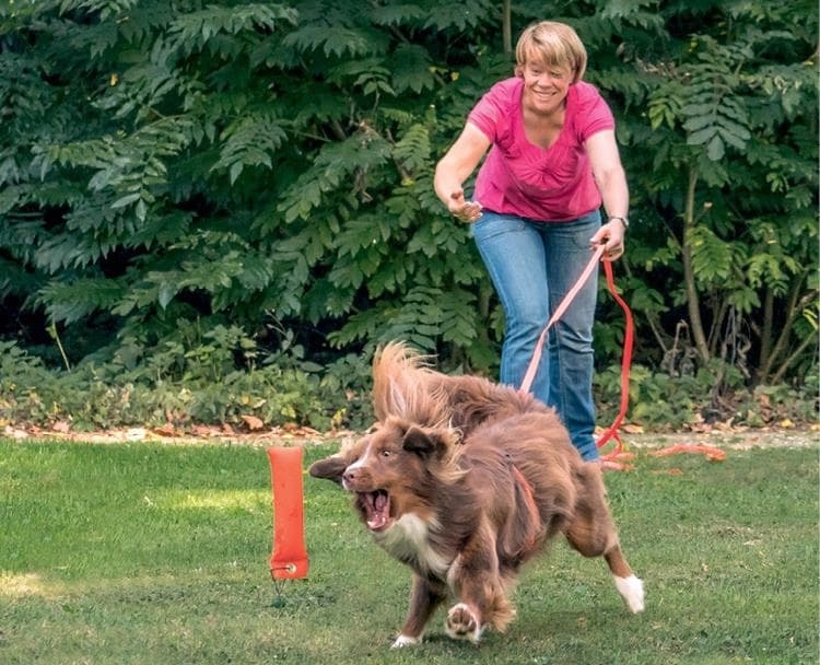 Идеальная собака не выгуливает хозяина. Как воспитать собаку без вредных привычек Идеальная собака не выгуливает хозяина. Как воспитать собаку без вредных привычек