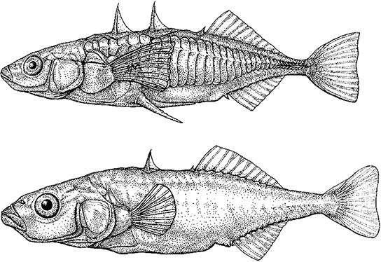 Лагуна. Как Аристотель придумал науку 
