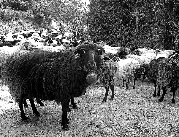 Лагуна. Как Аристотель придумал науку 