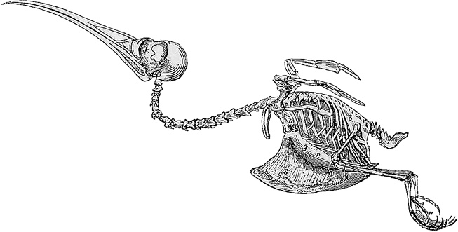 Лагуна. Как Аристотель придумал науку 