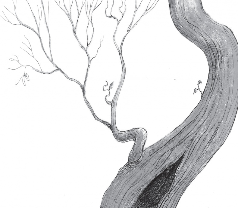 Сердцевинум Сердцевинум