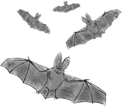 Страшные истории для рассказа в темноте Страшные истории для рассказа в темноте