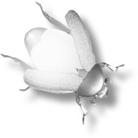 Проклятие Джека-фонаря Проклятие Джека-фонаря