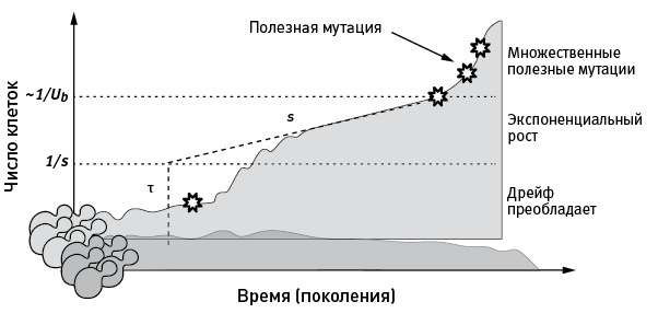 Перспективы отбора Перспективы отбора