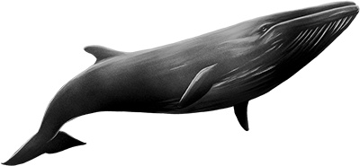 Песня для кита Песня для кита