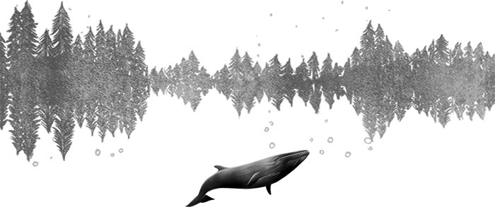 Песня для кита Песня для кита