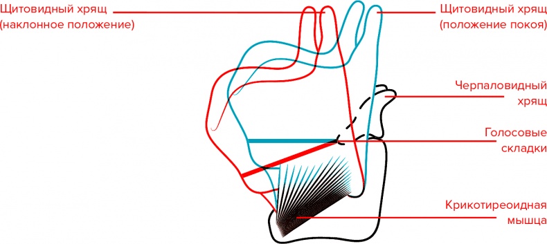 Голос Голос