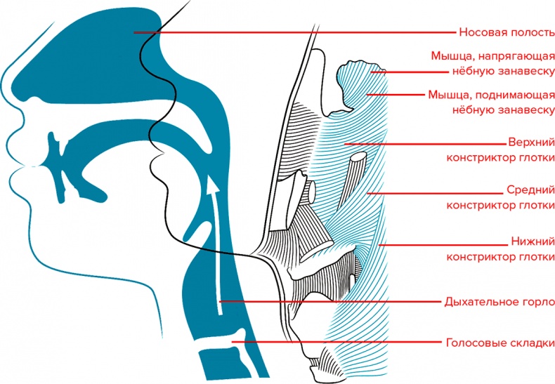 Голос Голос