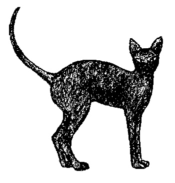 Кот для двоих