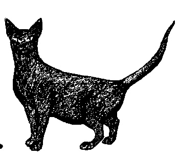 Кот для двоих Кот для двоих