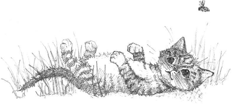 Котёнок Тигр, или Искатель приключений