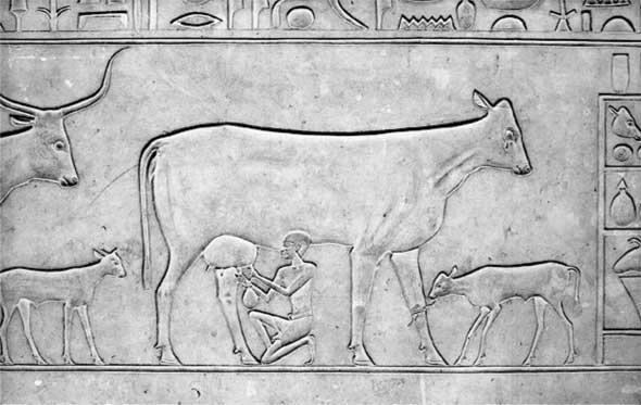 Молоко! Самый спорный продукт Молоко! Самый спорный продукт