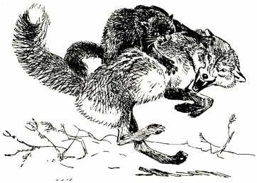 Том в горах Том в горах