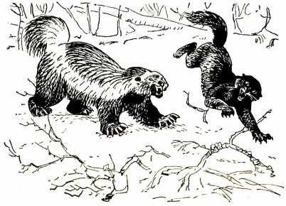 Том в горах Том в горах