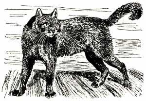 Том в горах Том в горах