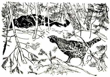 Том в горах Том в горах