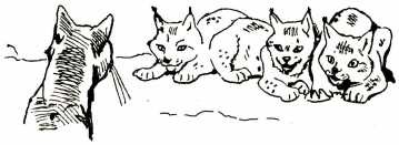 Том в горах Том в горах