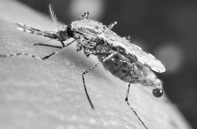 Кровососы Кровососы