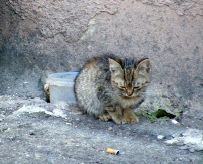 Волчара Серый - История одного Носочка