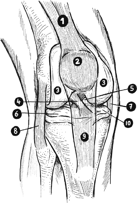 Колени. Как у вас дела? Как ухаживать за одним из самых уязвимых суставов и не пропустить проблемы Колени. Как у вас дела? Как ухаживать за одним из самых уязвимых суставов и не пропустить проблемы
