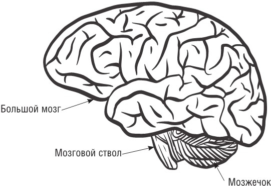Почини свой мозг. Программа восстановления нейрофункций после инсульта и других серьезных заболеваний Почини свой мозг. Программа восстановления нейрофункций после инсульта и других серьезных заболеваний