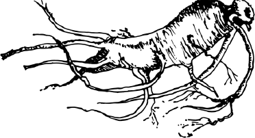 Опровергая мифы о медицине. Вся правда о нашем организме