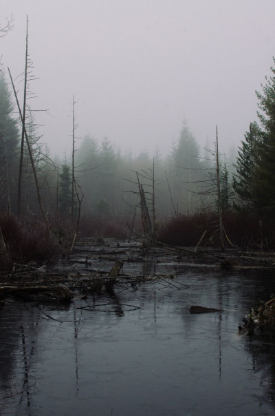 Шанин Игорь - Багровое болото