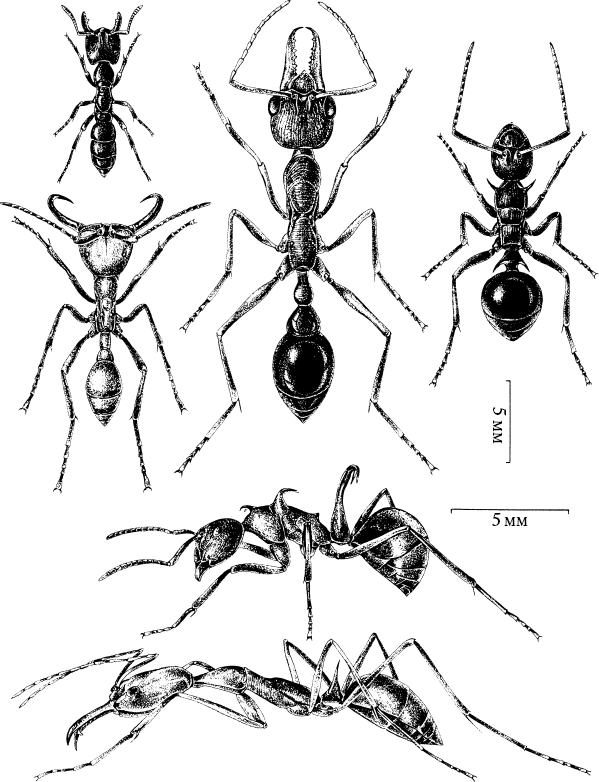 Путешествие к муравьям Путешествие к муравьям