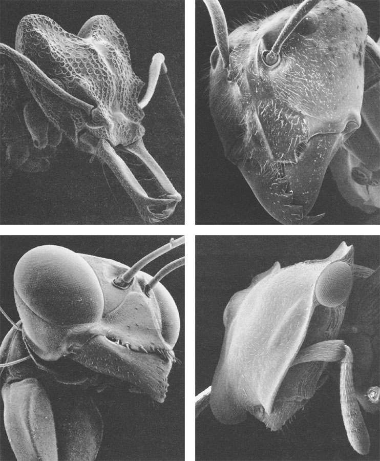 Путешествие к муравьям Путешествие к муравьям
