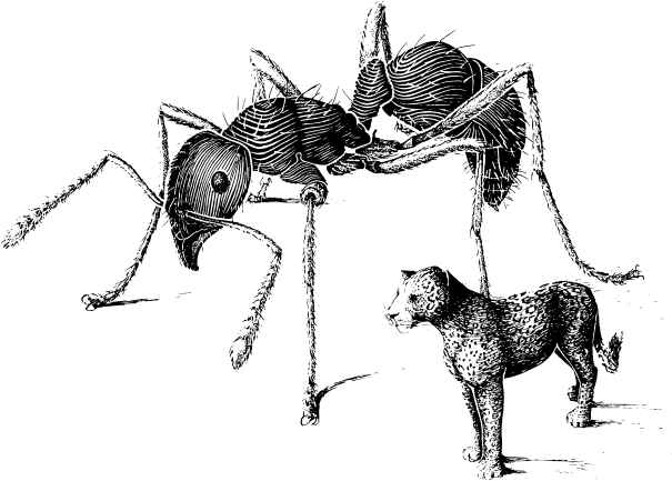 Путешествие к муравьям Путешествие к муравьям