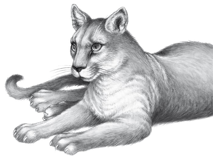 Тайна Холли Тайна Холли