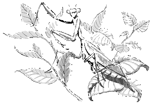 Друг или враг? Друг или враг?