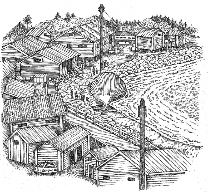 Пламенный насос. Естественная история сердца