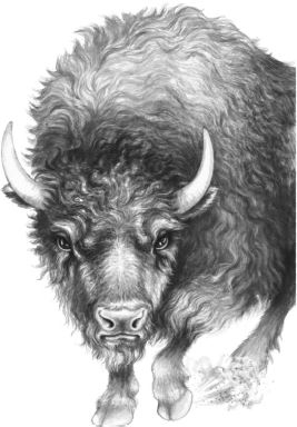 Месть пумы Месть пумы