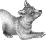 Месть пумы Месть пумы