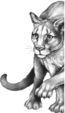 Месть пумы Месть пумы