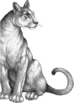 Месть пумы Месть пумы