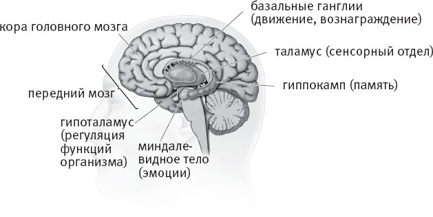 Таблетка для мозга. Программа по восстановлению памяти и активизации когнитивных способностей Таблетка для мозга. Программа по восстановлению памяти и активизации когнитивных способностей