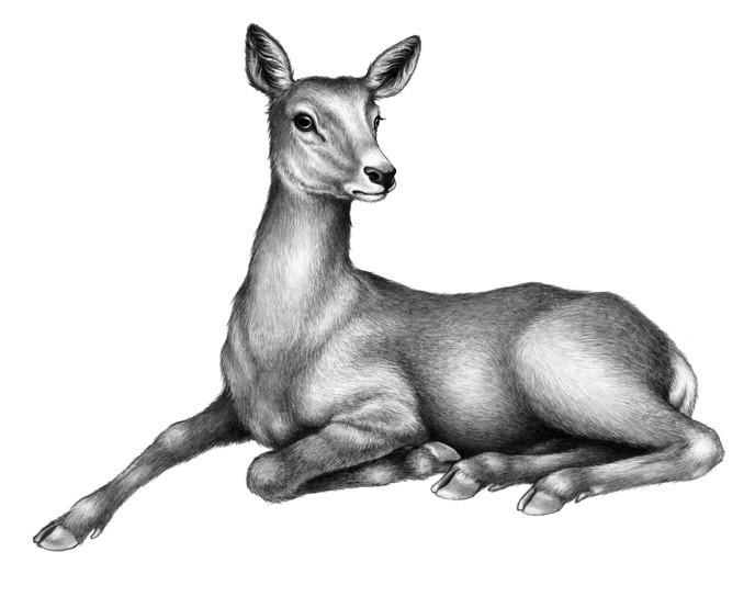 Караг и волчье испытание Караг и волчье испытание