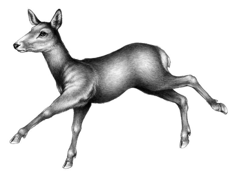 Караг и волчье испытание Караг и волчье испытание