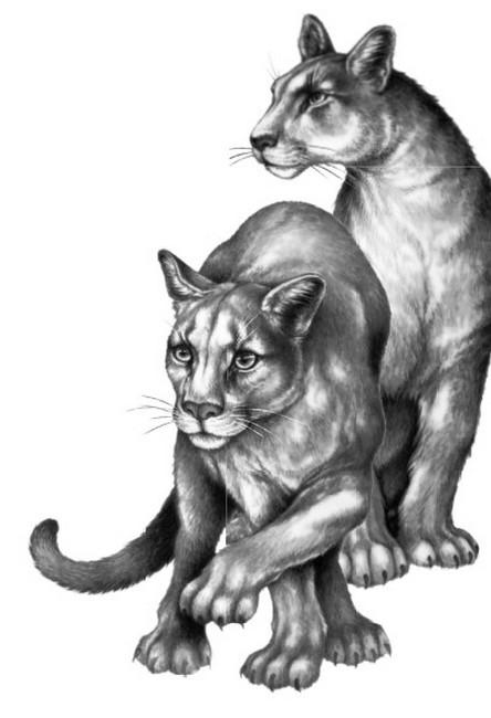 Караг и волчье испытание Караг и волчье испытание