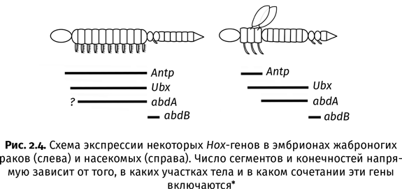 Краткая история насекомых. Шестиногие хозяева планеты