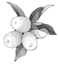 Ворон хозяина не выбирает