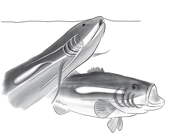 Требуется сборка. Расшифровываем четыре миллиарда лет истории жизни – от древних окаменелостей до ДНК