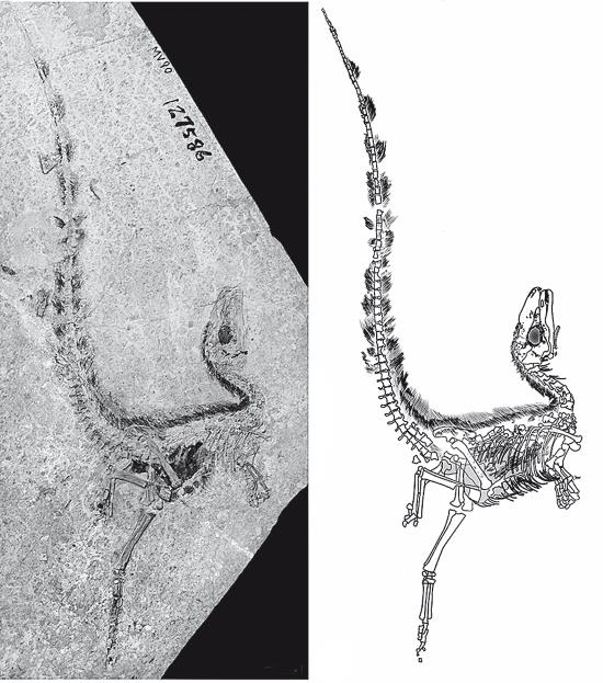 Требуется сборка. Расшифровываем четыре миллиарда лет истории жизни – от древних окаменелостей до ДНК Требуется сборка. Расшифровываем четыре миллиарда лет истории жизни – от древних окаменелостей до ДНК