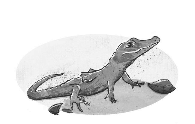 Рождение дракона Рождение дракона