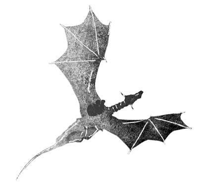 Курмо загадывает желание Курмо загадывает желание